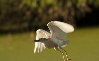 Squacco Heron (Ardeola ralloides)