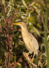 Little Bittern (Ixobricus minutus)