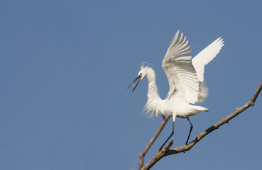 Little Egret (Egretta garzetta)