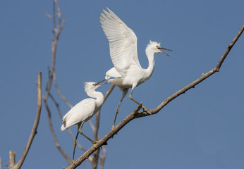 Little Egret (Egretta garzetta)