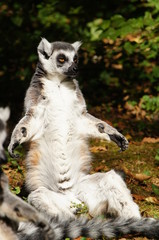 Maki Catta bronzant au soleil