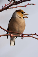 Hawfinch 