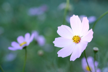 コスモス