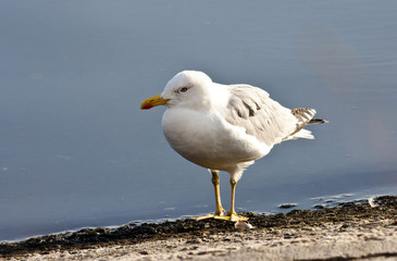 Yellow-legged Gull