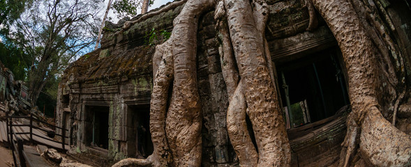 Fototapeta premium Tree from below fish eye Ta Prohm
