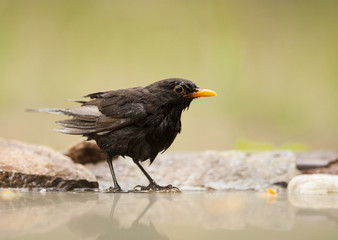 Blackbird (Turdus merula)