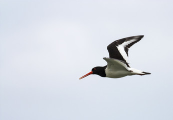 Flying Oystercatcher