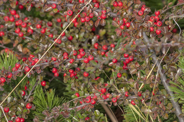 bush of bright red berries