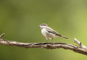 Obraz premium Young Sombre Tit (Parus lugubris)