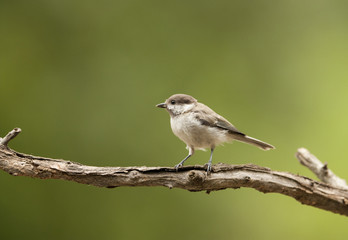 Fototapeta premium Young Sombre Tit (Parus lugubris)
