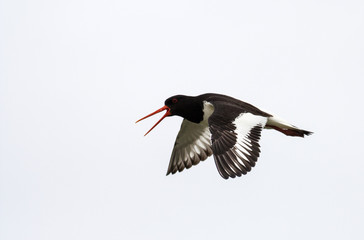 Flying Oystercatcher