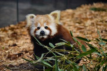 Red panda, Copenhagen zoo