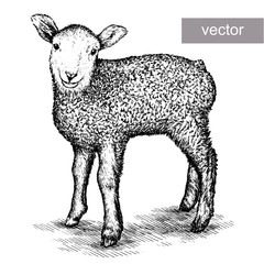 engrave isolated sheep illustration