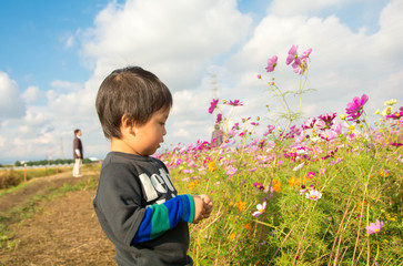 コスモスと男の子