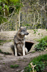 Fototapeta premium Denmark, wolf at zoo