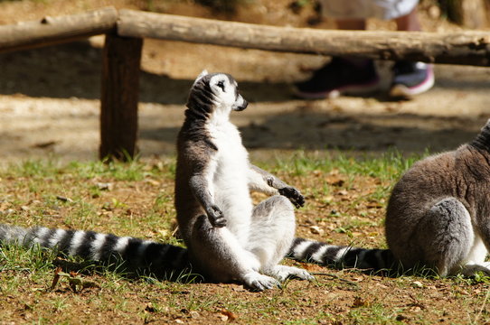 Maki Catta assis au soleil
