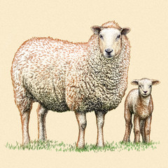 engrave isolated sheep illustration © doublebubble_rus