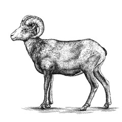 engrave isolated sheep illustration