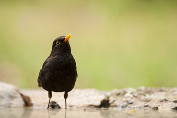 Blackbird (Turdus merula)