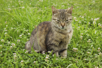 Naklejka na ściany i meble Serious cat in the grass