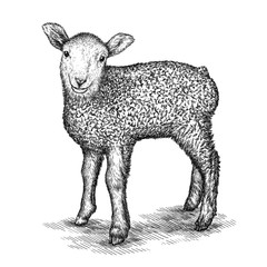 engrave isolated sheep illustration