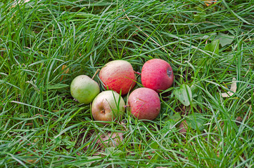 Ripe juicy apples on the grass