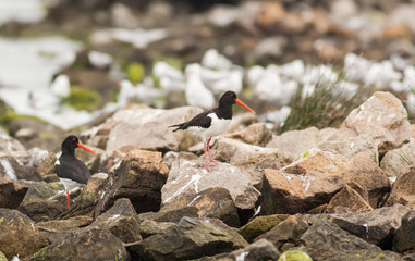 Pair Oystercatcher perch on stones
