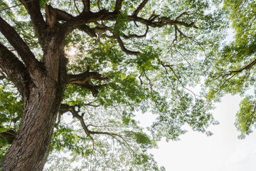 Fototapeta premium An old tree