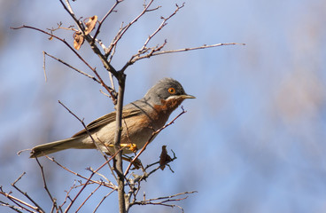 Sardinian Warbler perch on bush
