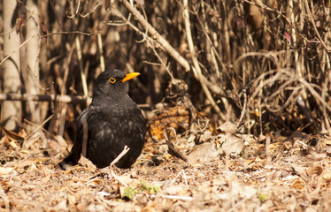 Blackbird (Turdus merula)
