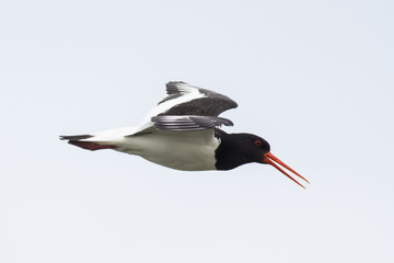 Flying Oystercatcher