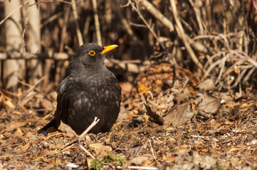 Blackbird (Turdus merula)