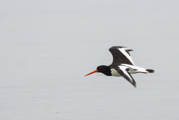 Flying Oystercatcher