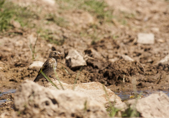 House sparrow (Passer domesticus)