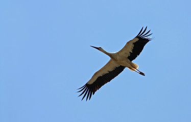 Flying White Stork