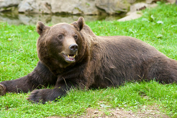 Obraz na płótnie Canvas Grizzly bear
