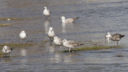 Yellow-legged Gull