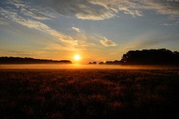 The deer park at morning