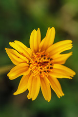 Spring  with beautiful yellow flowers on green background ,close
