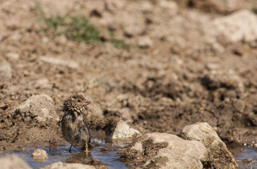 House sparrow (Passer domesticus)