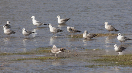 Yellow-legged Gull