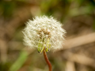 A Dandelion