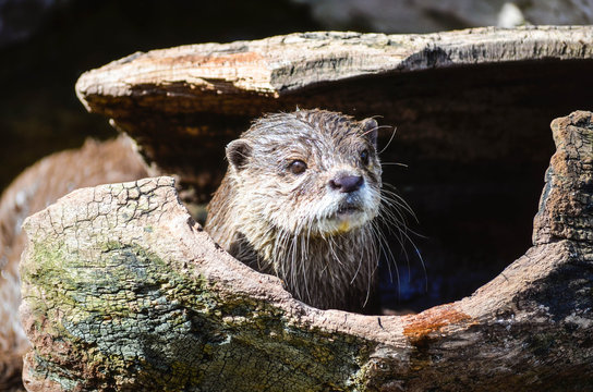 Otter At Copenhagen Zoo