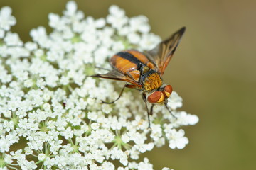 Igelfliege