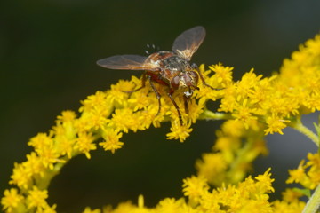 Igelfliege
