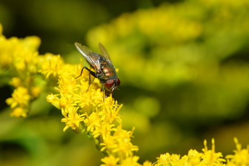 Echte Fliege