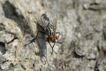 Fliege