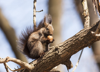 Red squirrel (Sciurus vulgaris)