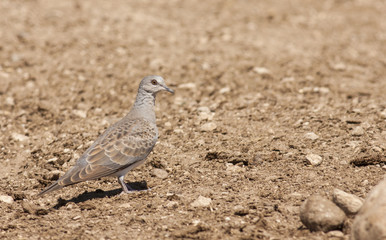 Turtle Dove (Streptopelia turtur)