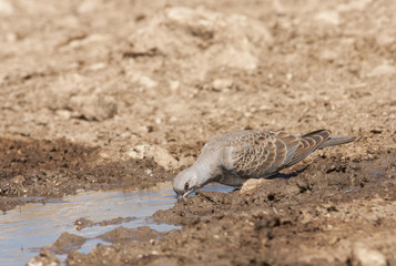 Turtle Dove (Streptopelia turtur)